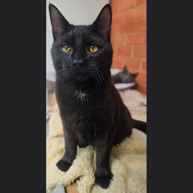 Photo of Pugsley