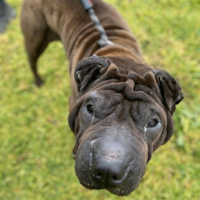 Photo of Diesel