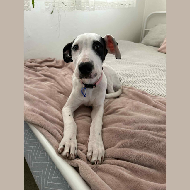 Photo of Winnie   4 Month Old Mixed Breed