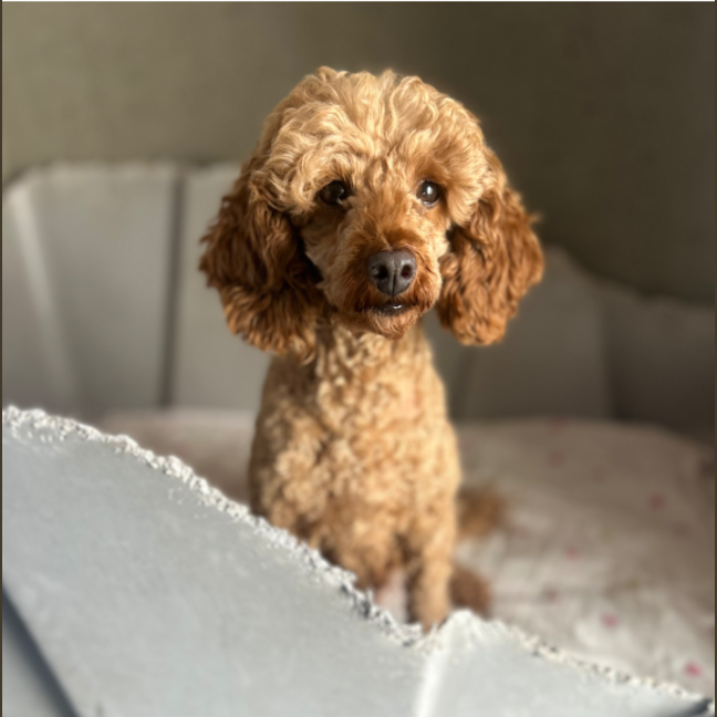 Photo of Lulu