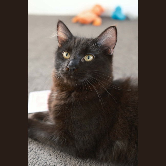 Photo of Tippa & Sooty   7 Month Old Domestic Medium Hair