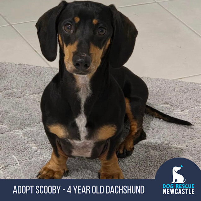 Photo of Scooby   4 Year Old Miniature Dachshund