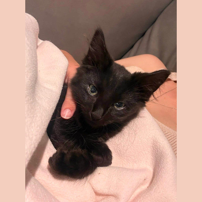 Photo of Salem *9 Lives Project Rescue*