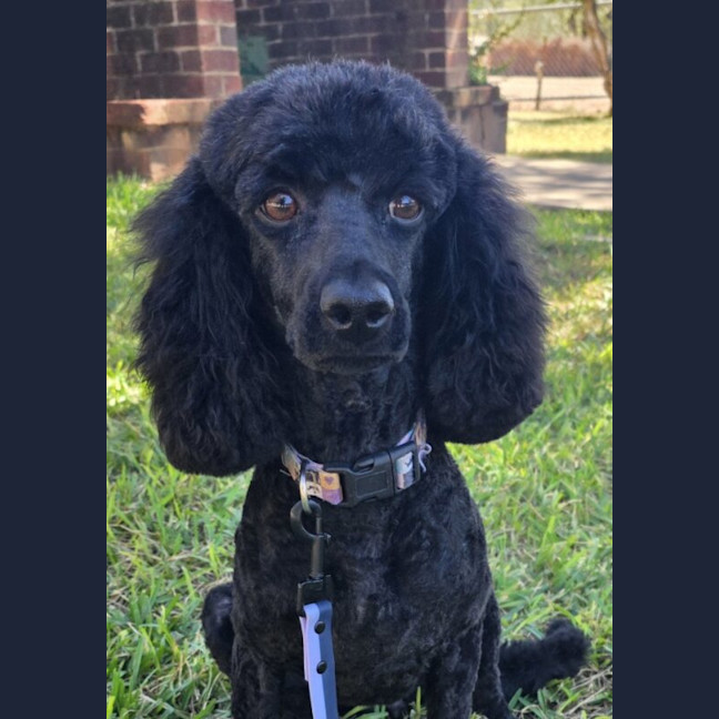 Photo of Cleo