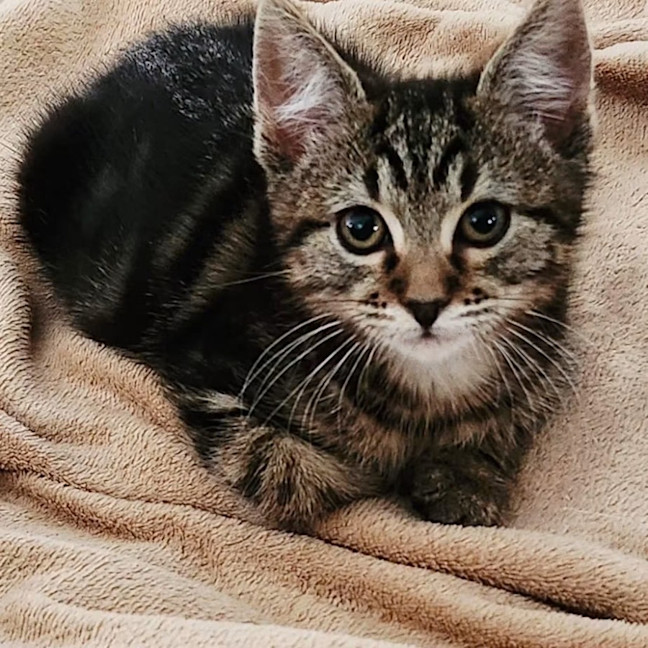 Photo of Enzo