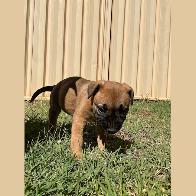 Photo of Pippin