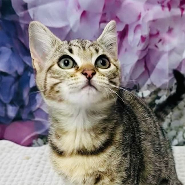 Photo of Priscilla   Located In Ashburton