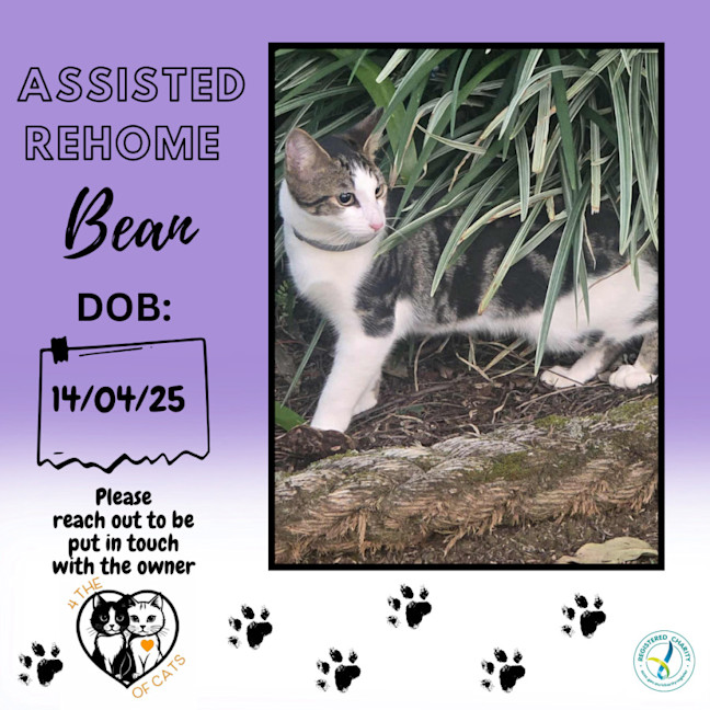 Photo of Bean   Assisted Rehome