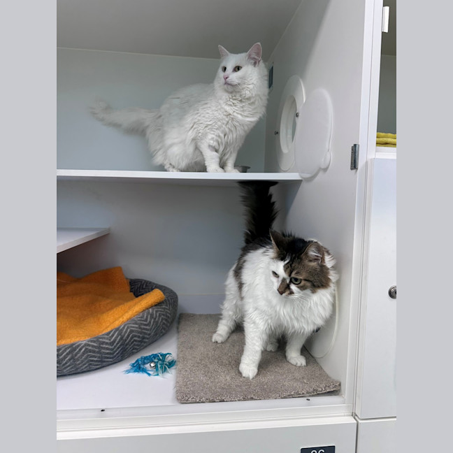 Photo of Molly (Bonded To Bella)