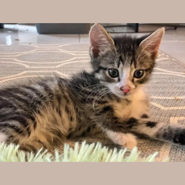 Photo of Bumble