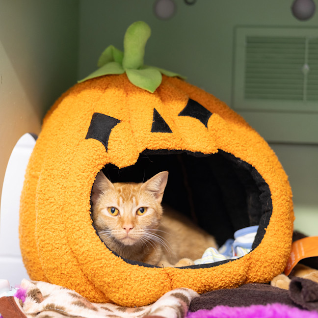 Photo of Garfield 