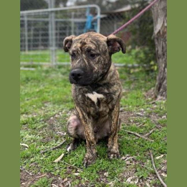 Photo of Sargent Stripes