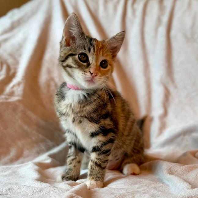 Photo of Cupcake   In Foster Care In Fitzroy North