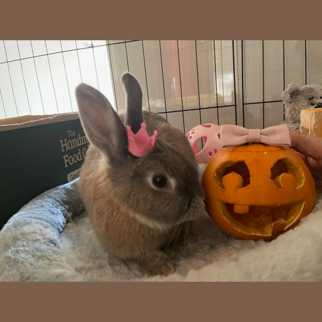 Photo of Peach Unity