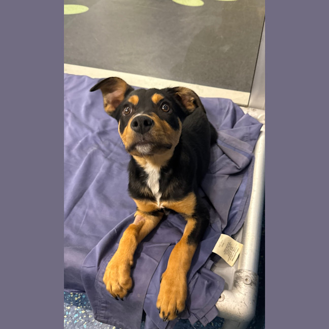 Photo of Kovu