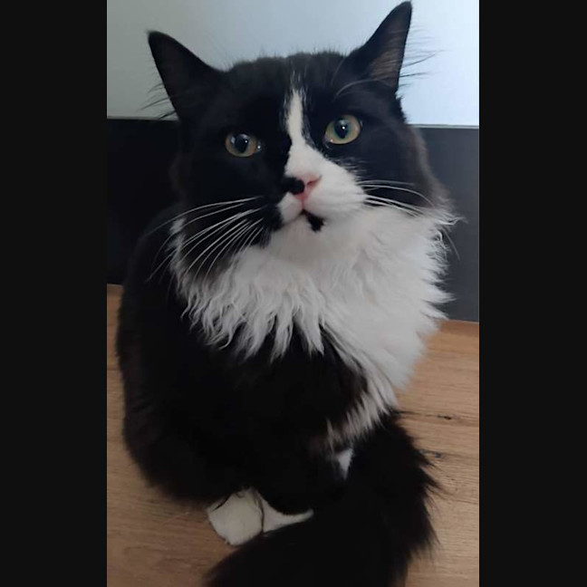 Photo of Tommy