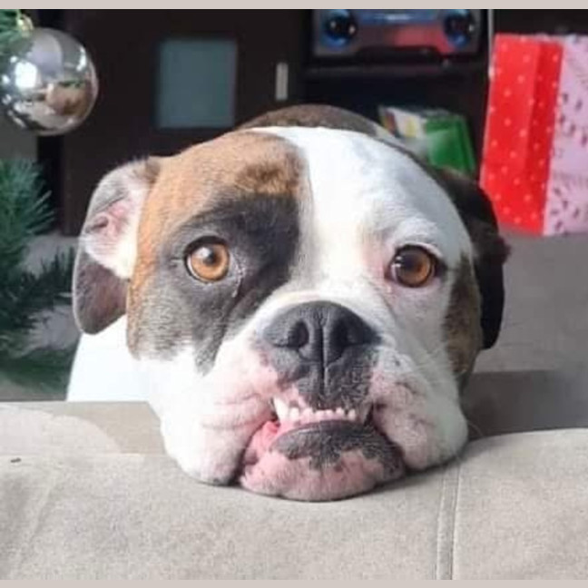 Photo of Gypsy