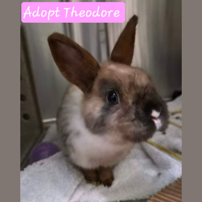 Photo of Theodore 