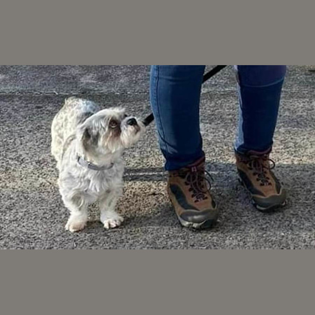 Photo of Roy   3 Year Old Maltese X Shih Tzu