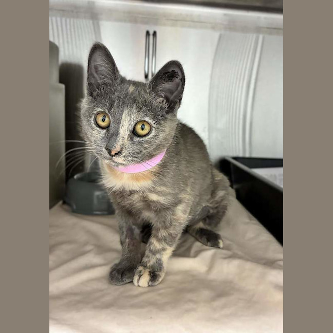 Photo of Ember