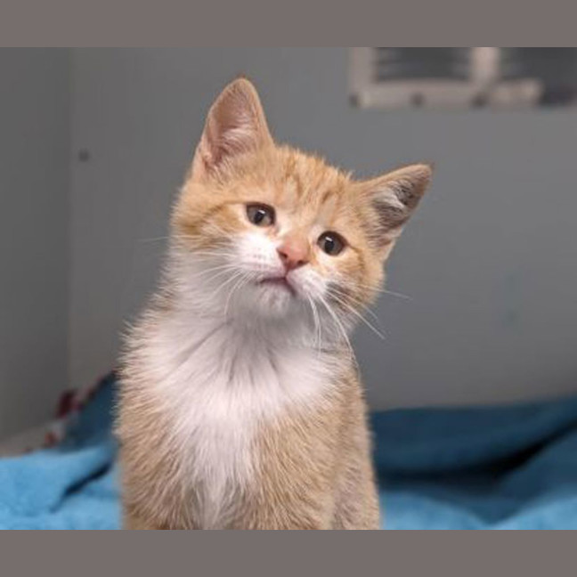 Photo of Honey