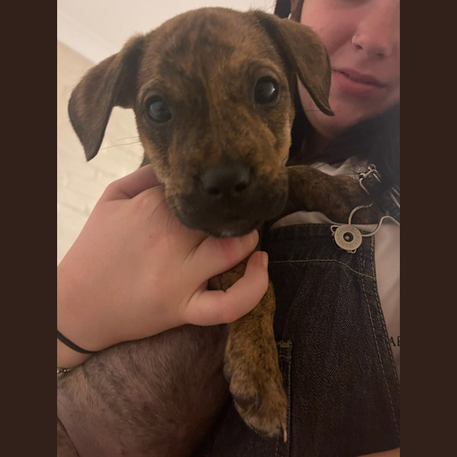 Photo of Poppy   9 Week Old Ridgeback X