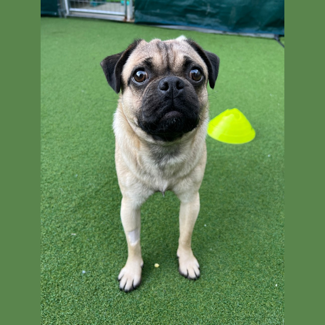 Photo of Pugsley