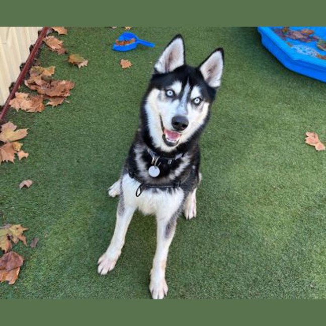 Photo of Axel