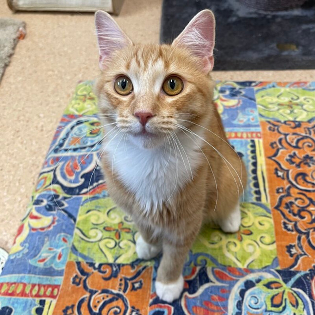 Photo of Peanut