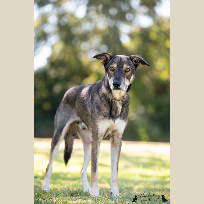 Photo of Milo