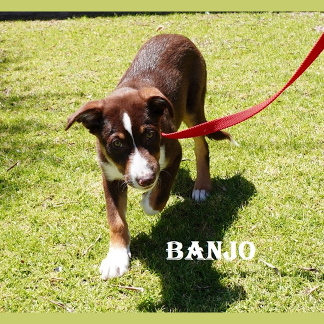 Photo of Banjo