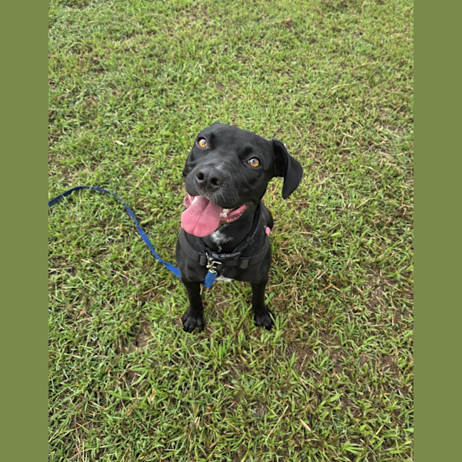 Photo of Indy
