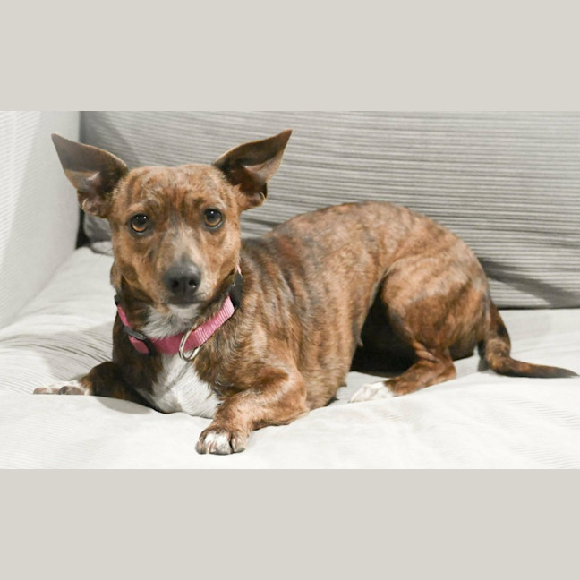 Photo of Bonnie