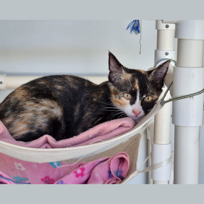 Photo of Mira