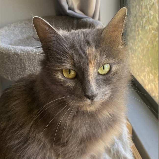 Photo of Purrdee