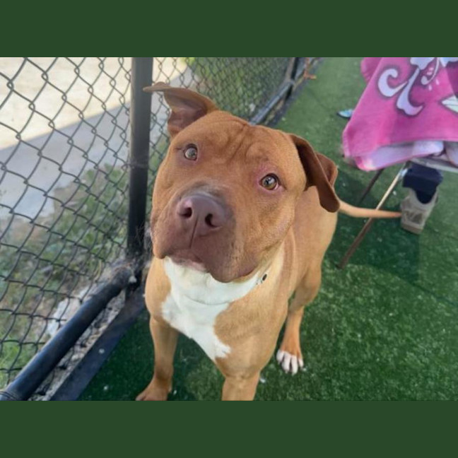 Photo of Pumpkin Imp 2395