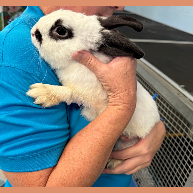 Photo of Snowball