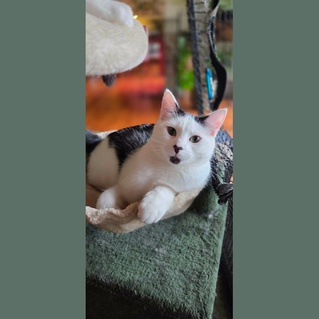 Photo of Jiggilo **2nd Chance Cat Rescue **