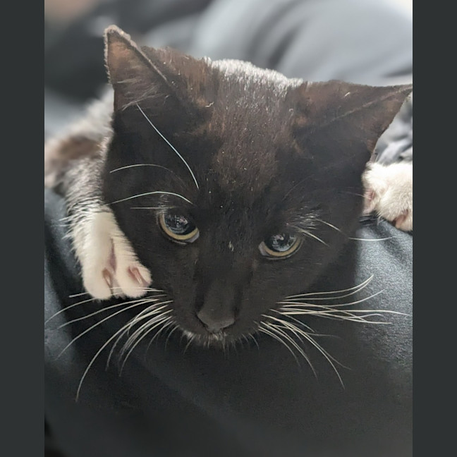 Photo of 🌠 Comet 5435 🌠