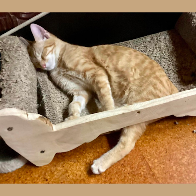 Photo of Fred Flintstone