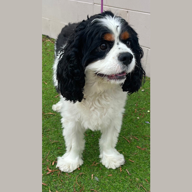 Photo of Winston