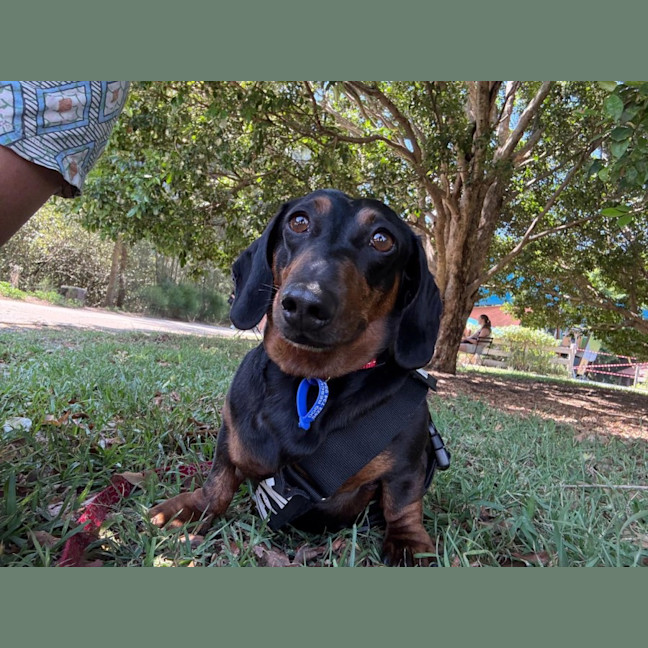 Photo of Harley   4 Year Old Dachshund