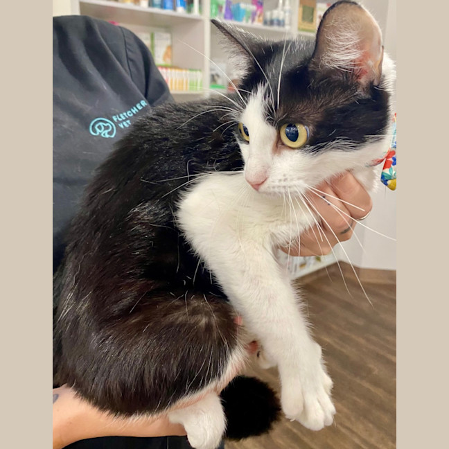 Photo of Pippy Now At Pet Quarters Glendale