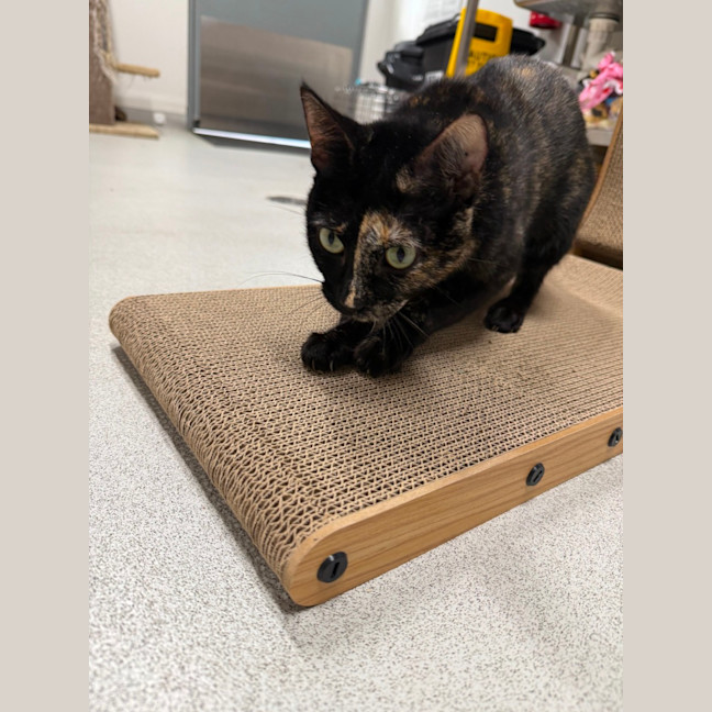 Photo of 🐈 Missy 7111 🐈