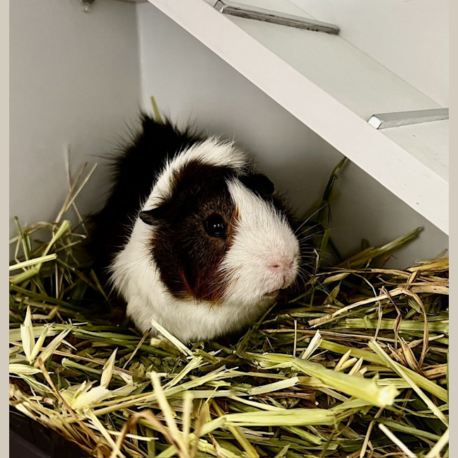 Photo of Pigmund (Bonded To Freud)