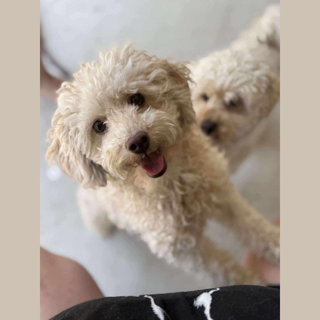 Photo of Olly & Coco