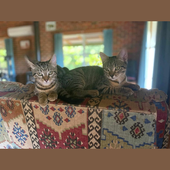 Photo of Spud And Chip