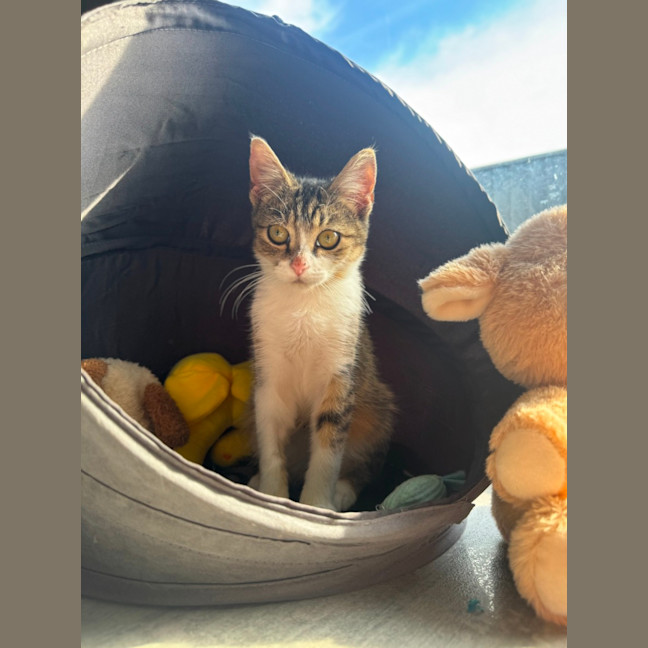 Photo of Flynn