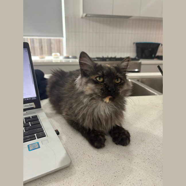 Photo of Diamond 💍💎