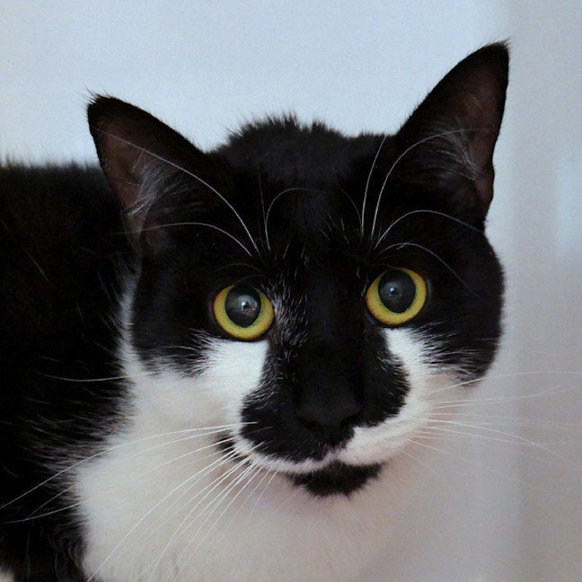 Photo of Troy Sua015242